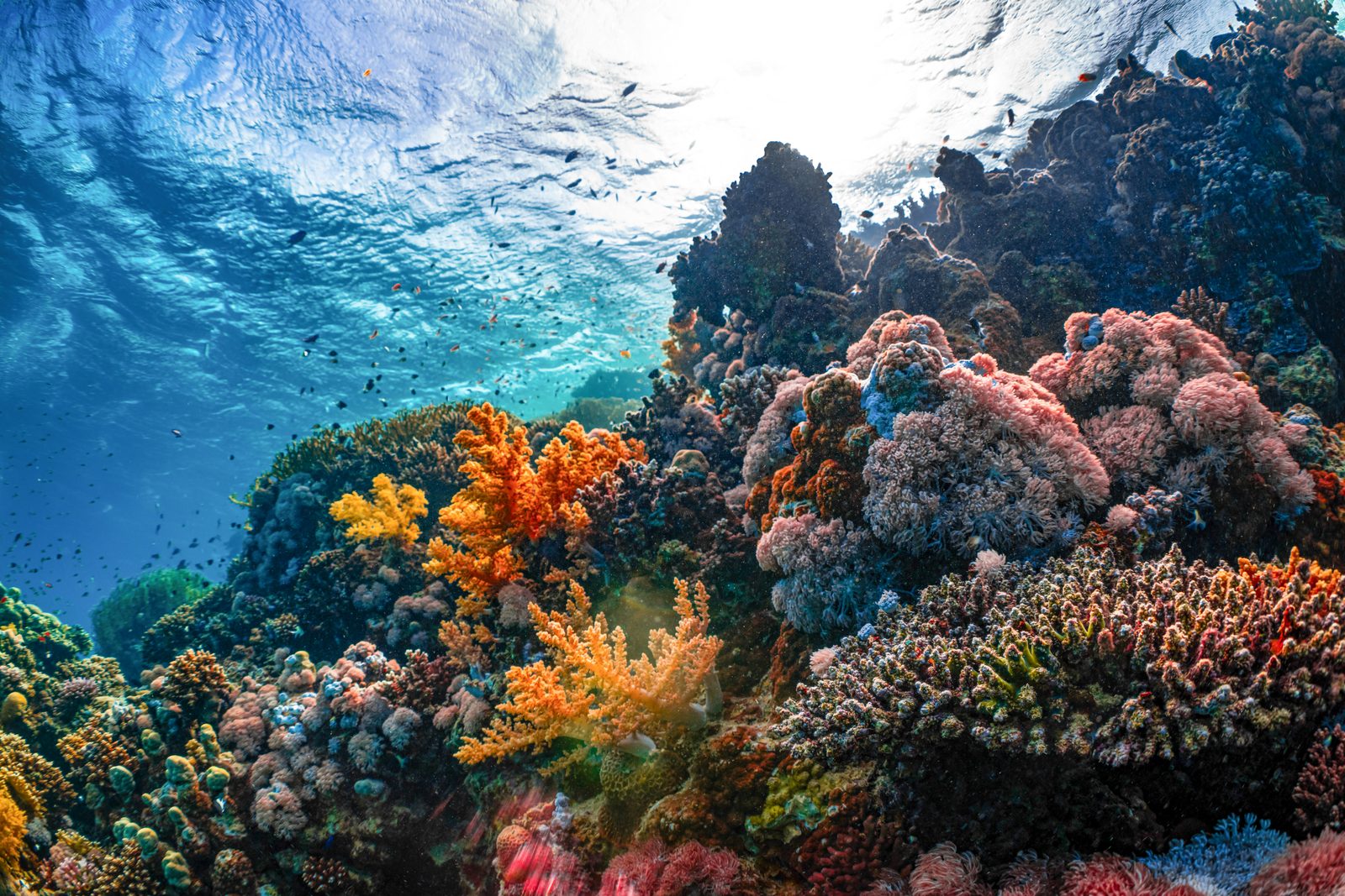 布纳肯潜水实景