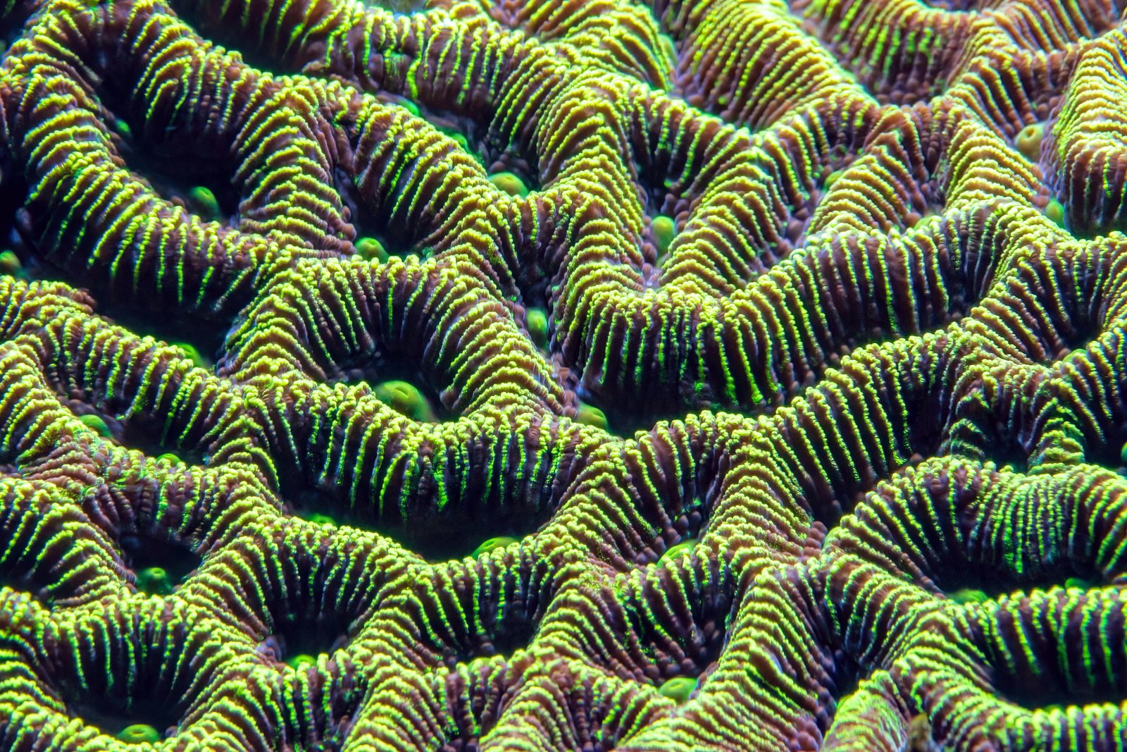 蓝碧潜水实景