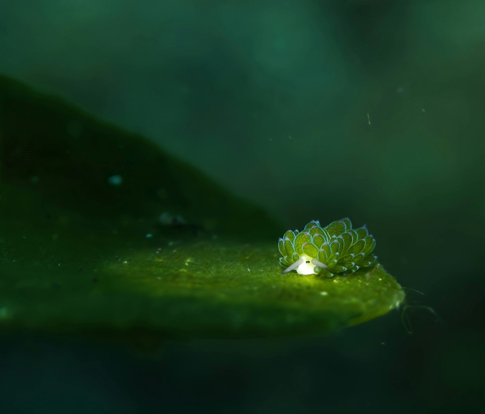 蓝碧潜水实景