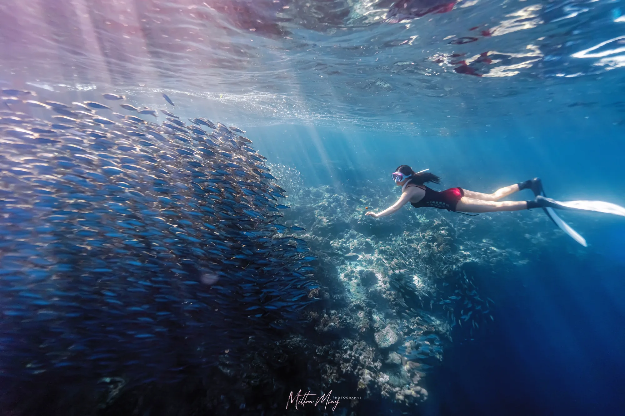自由潜水员 — 喵腾 MIL DIVING 水下摄影