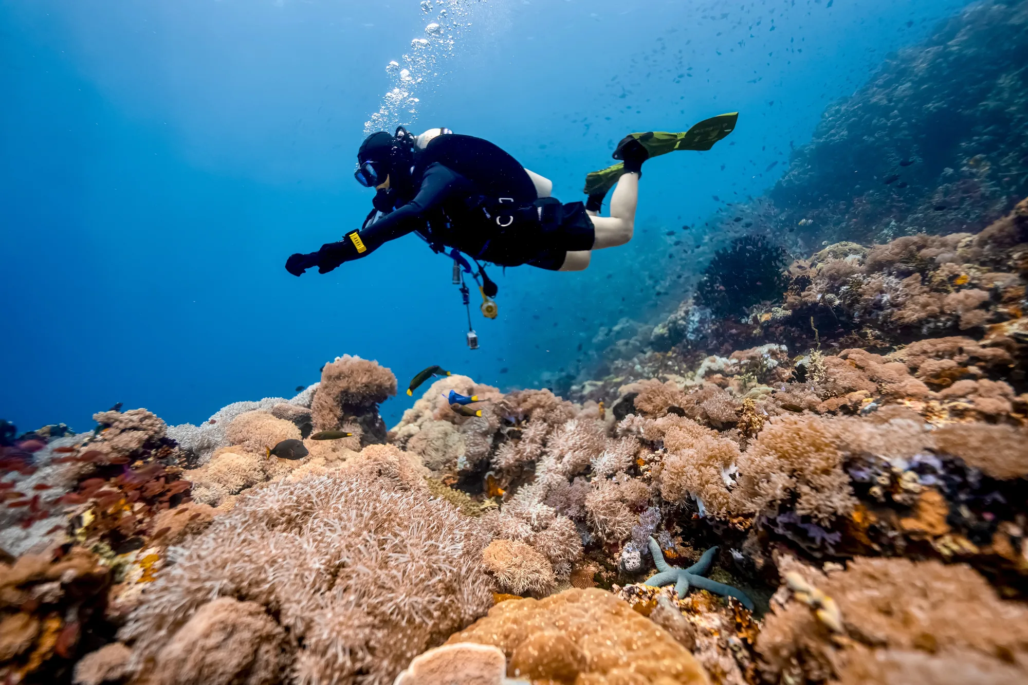 水中自然观察家 — 喵腾 MIL DIVING 水下摄影